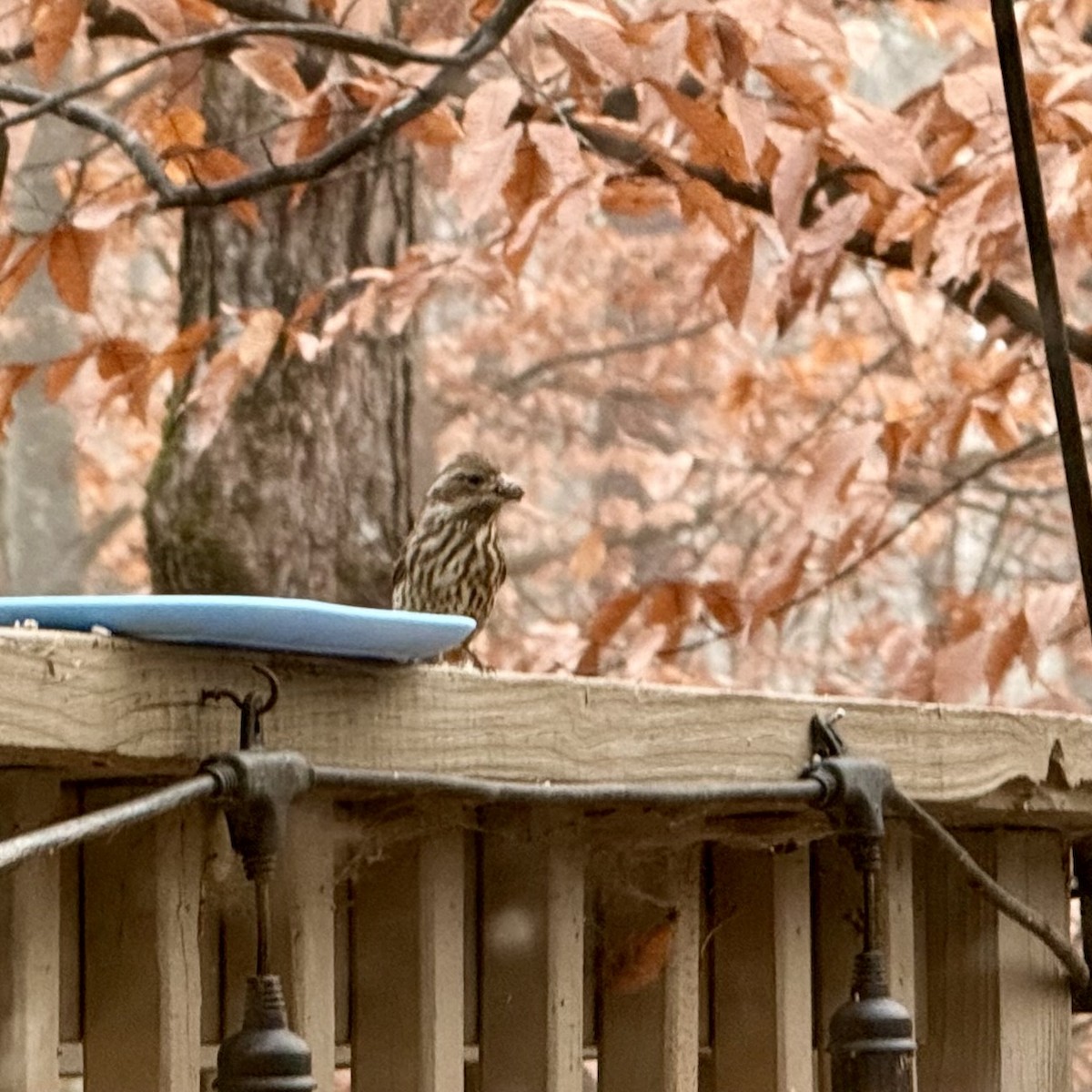 Camachuelo Purpúreo - ML646687516