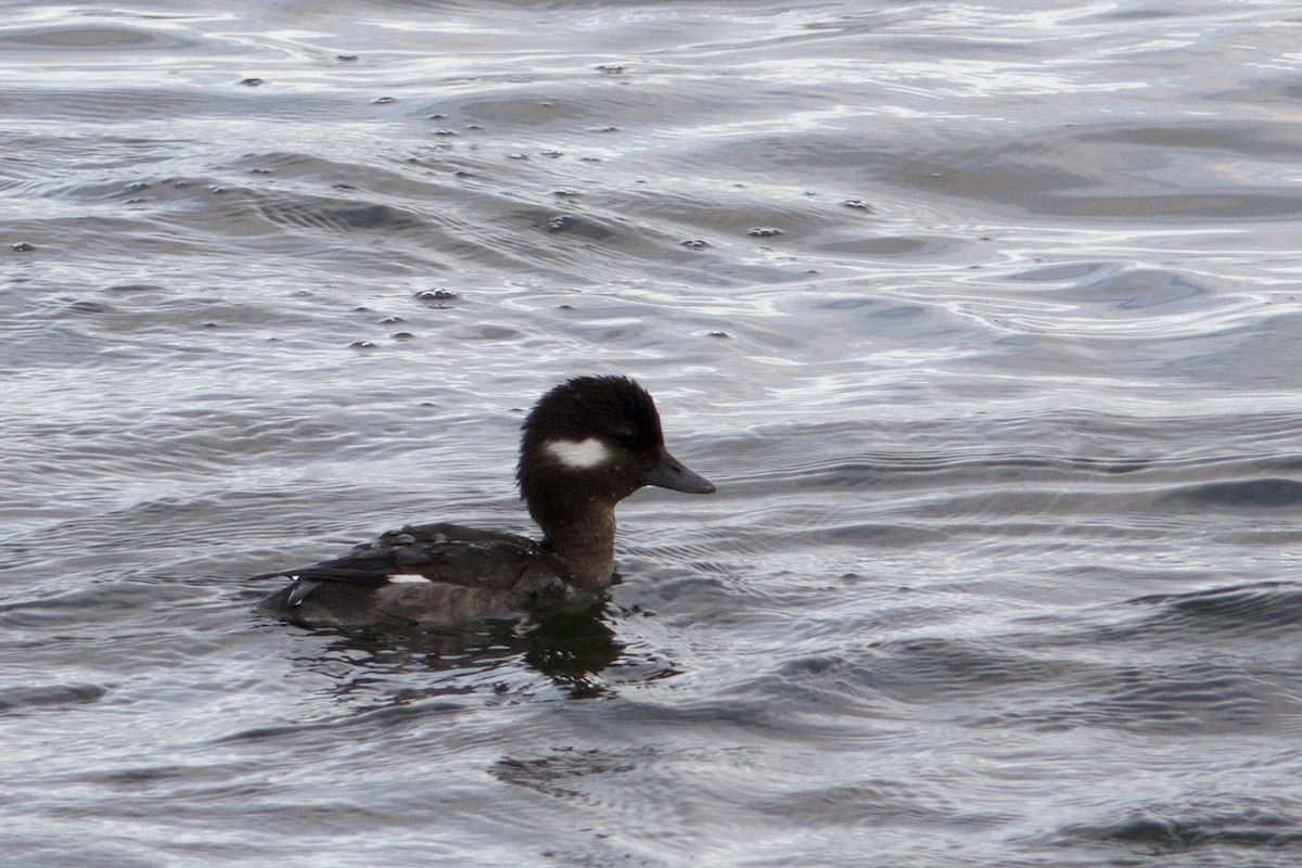 עבראש לבנוני - ML646687518