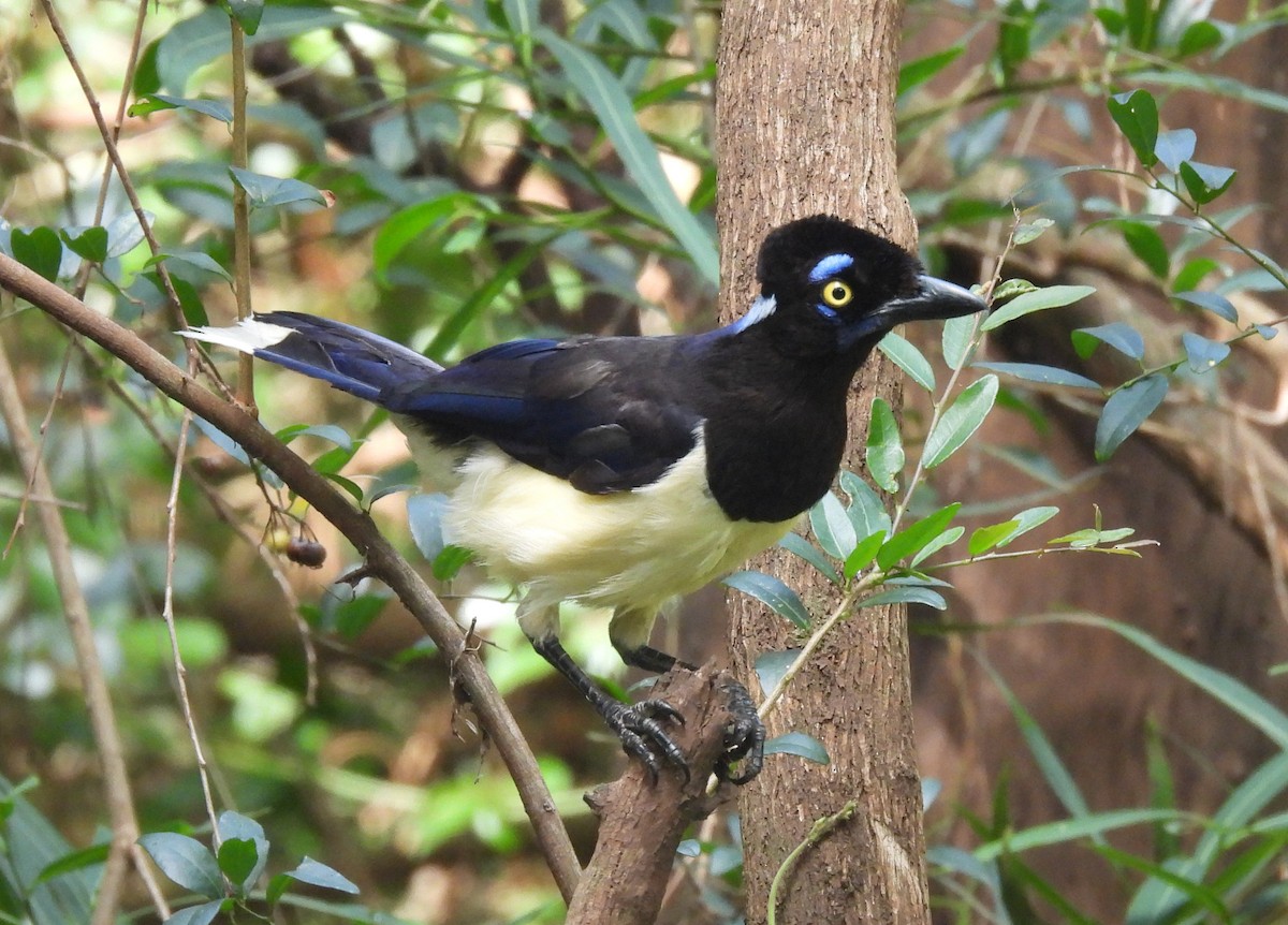 Plush-crested Jay - ML646687521