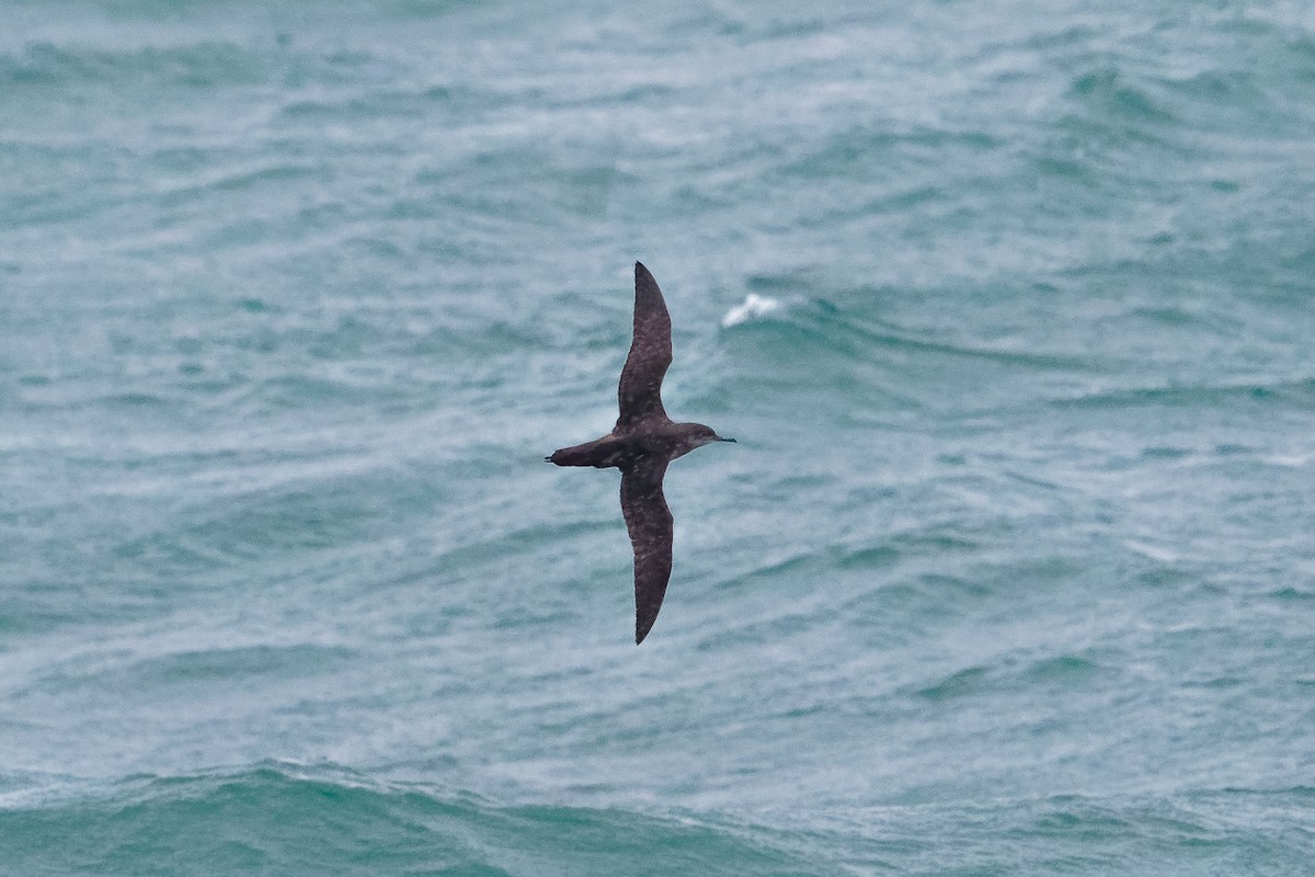 יסעור מערבי - ML646687522