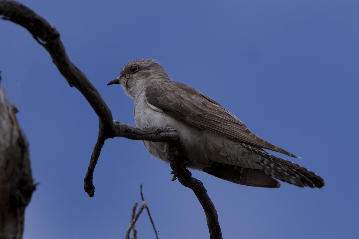 Pallid Cuckoo - ML646687523