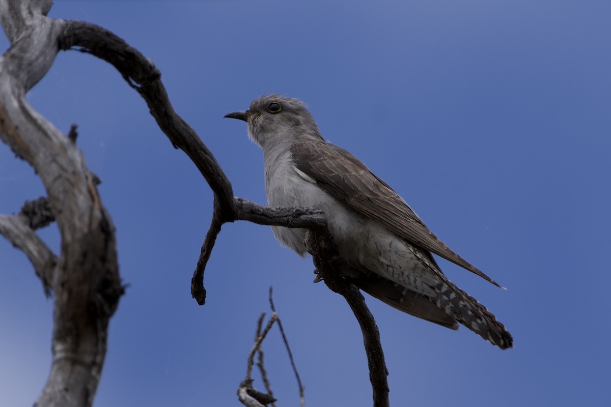 Pallid Cuckoo - ML646687524