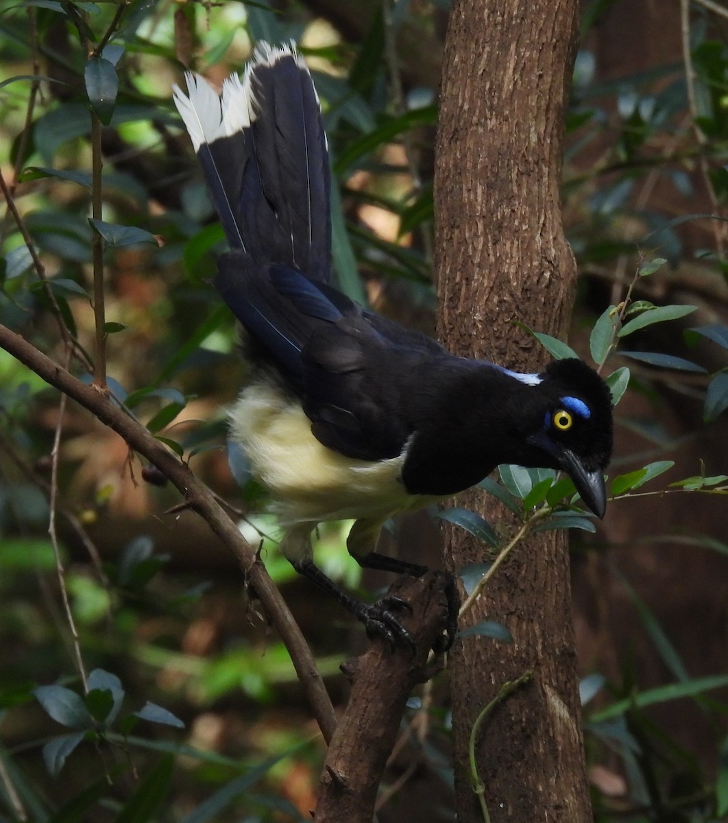 Plush-crested Jay - ML646687525