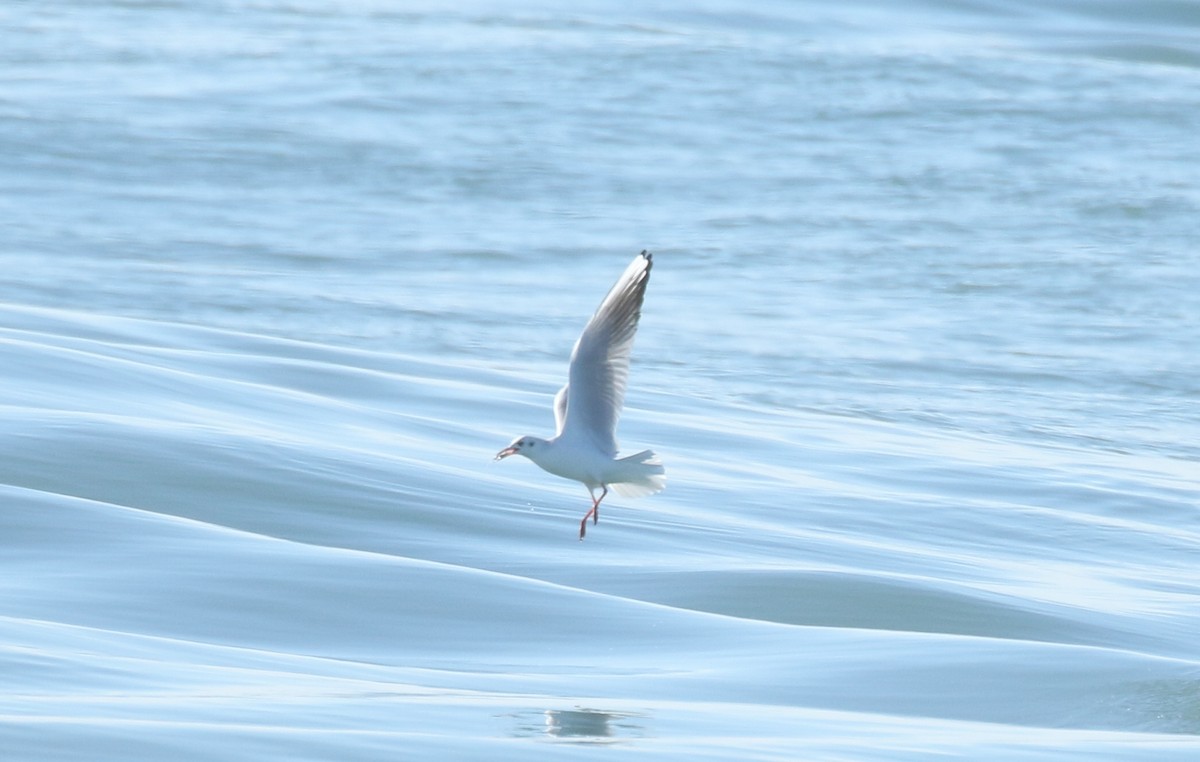 Antxeta mokozorrotza - ML646687532