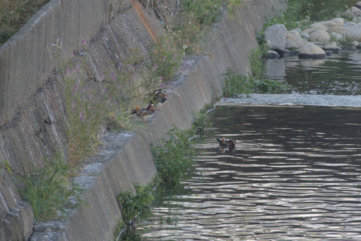 Mandarin Duck - ML646687535