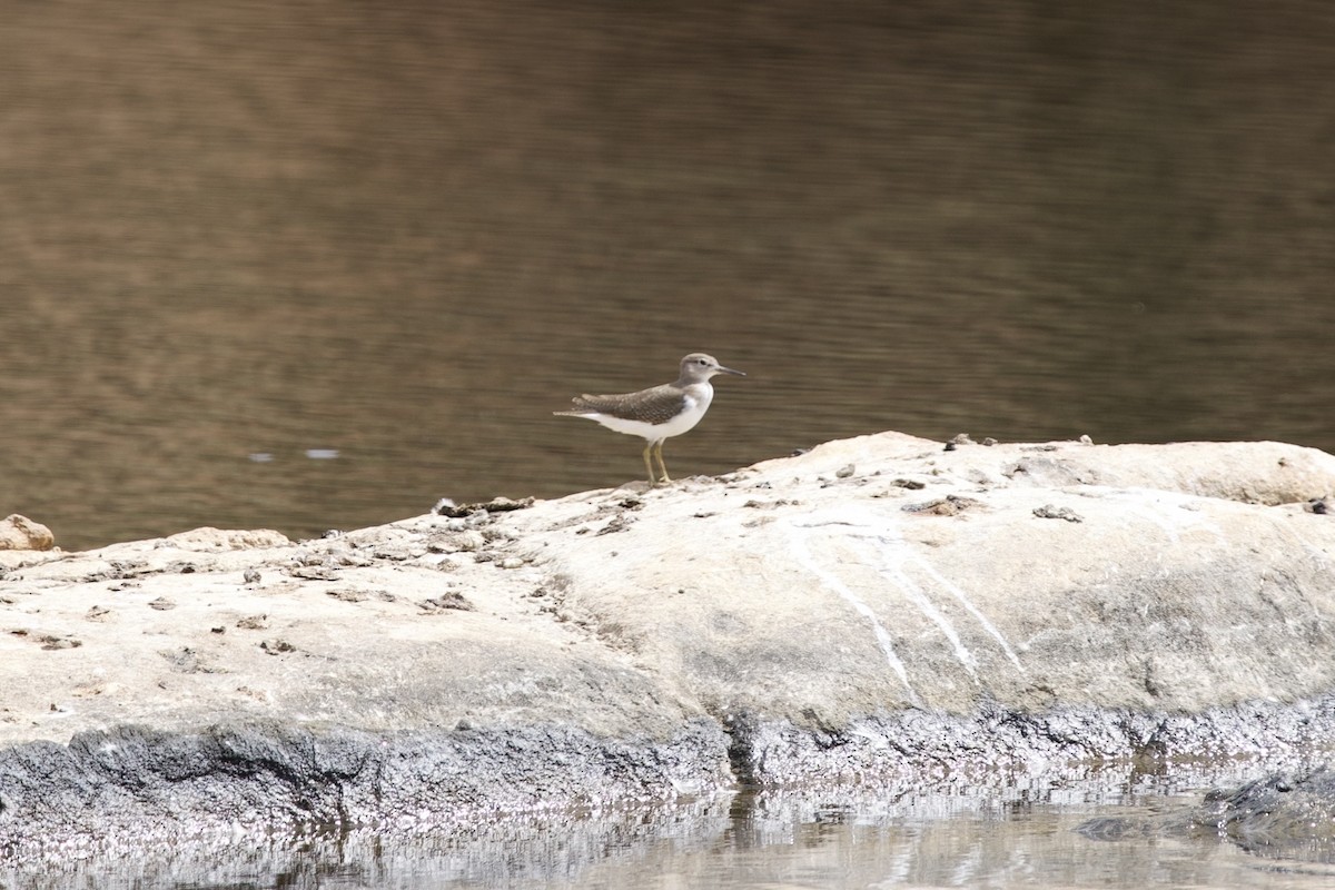 Common Sandpiper - ML646687538