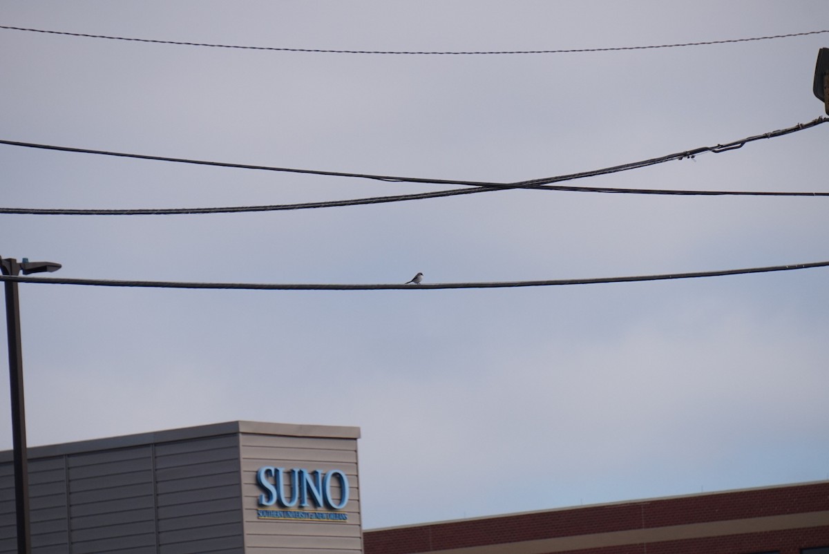 amerikavarsler - ML646687542