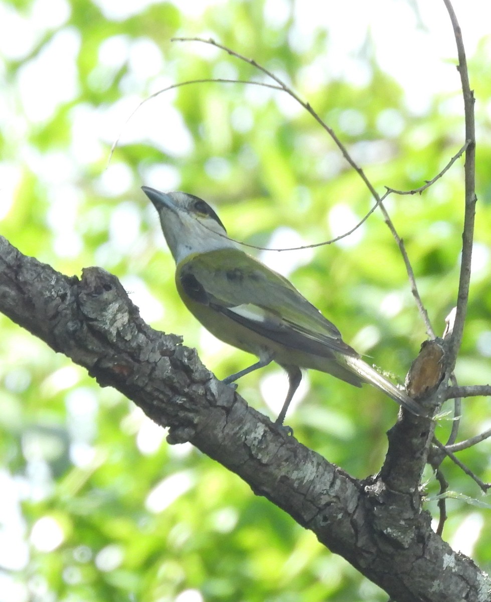 Green-backed Becard - ML646687550