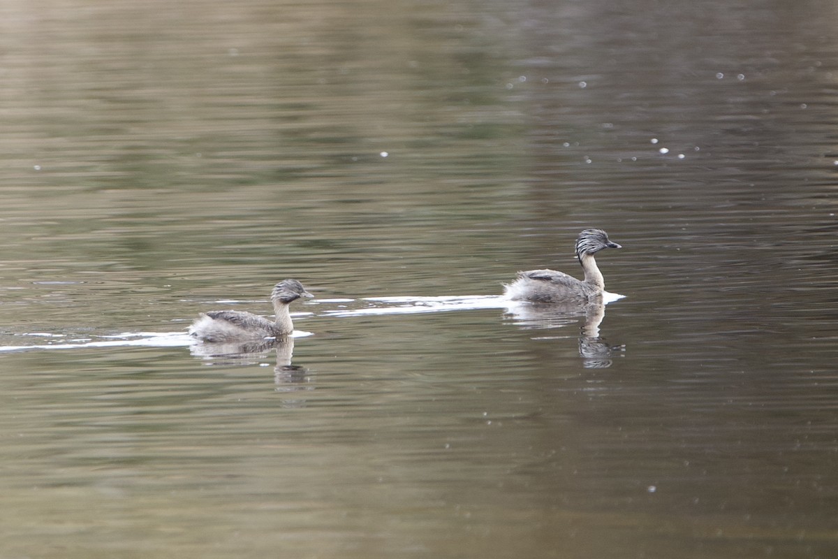 Hoary-headed Grebe - ML646687552