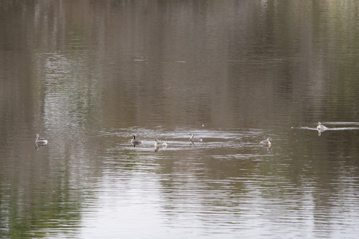 Hoary-headed Grebe - ML646687553