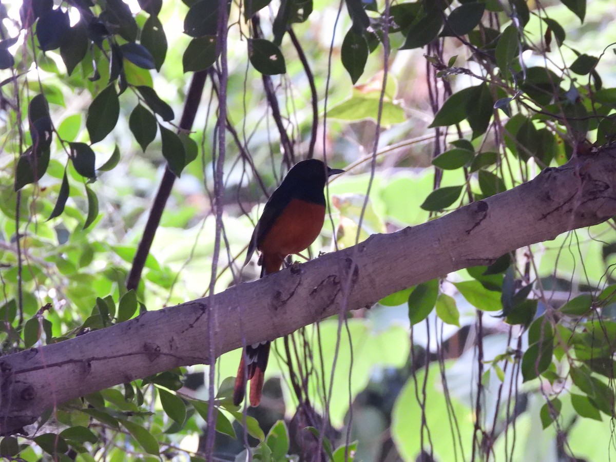 Beyaz Belli Şama - ML646687554