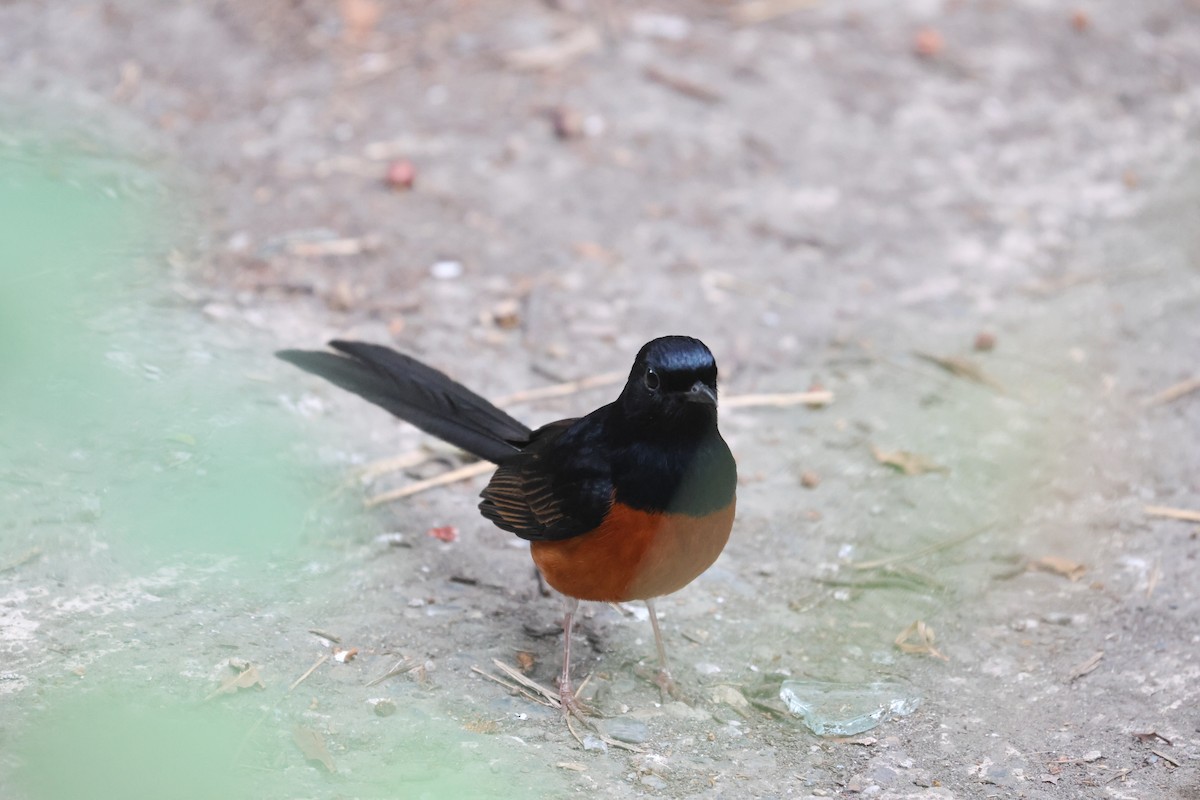 Beyaz Belli Şama - ML646687555