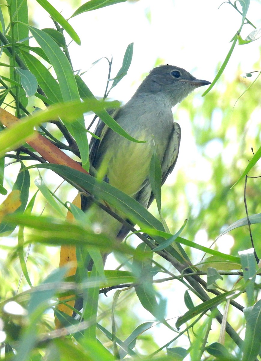 Large Elaenia - ML646687562