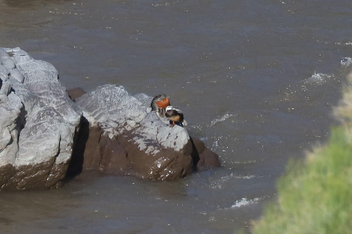 ヤマガモ - ML646687564