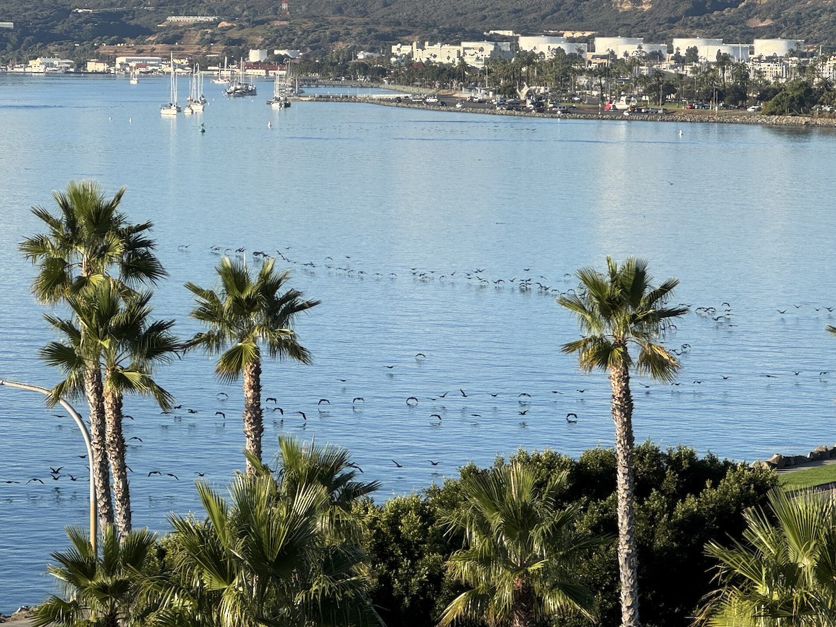 Cormorán Orejudo - ML646687566