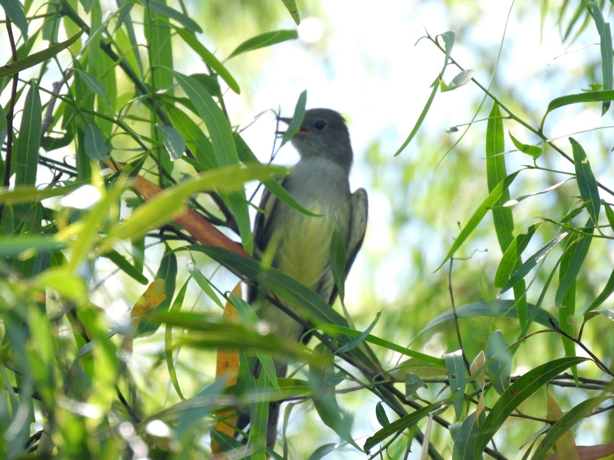 Large Elaenia - ML646687567