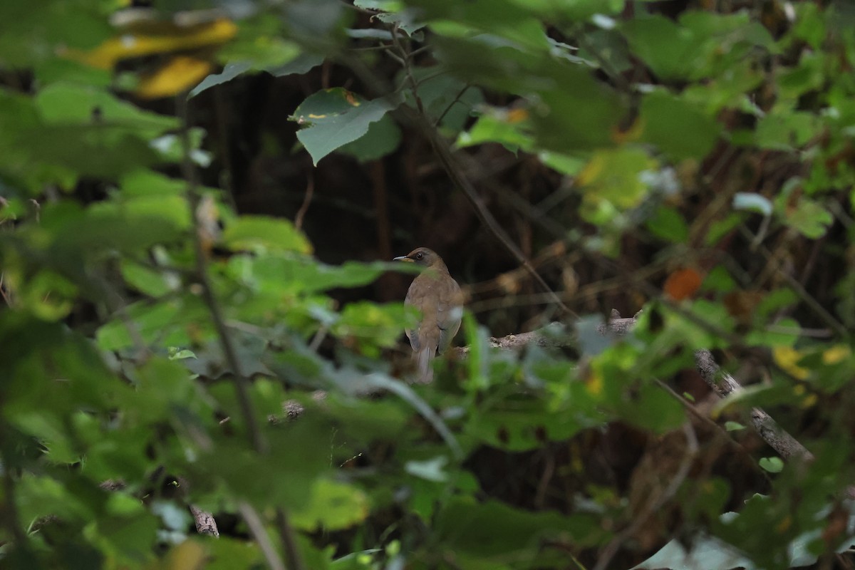 Boz Ardıç - ML646687568