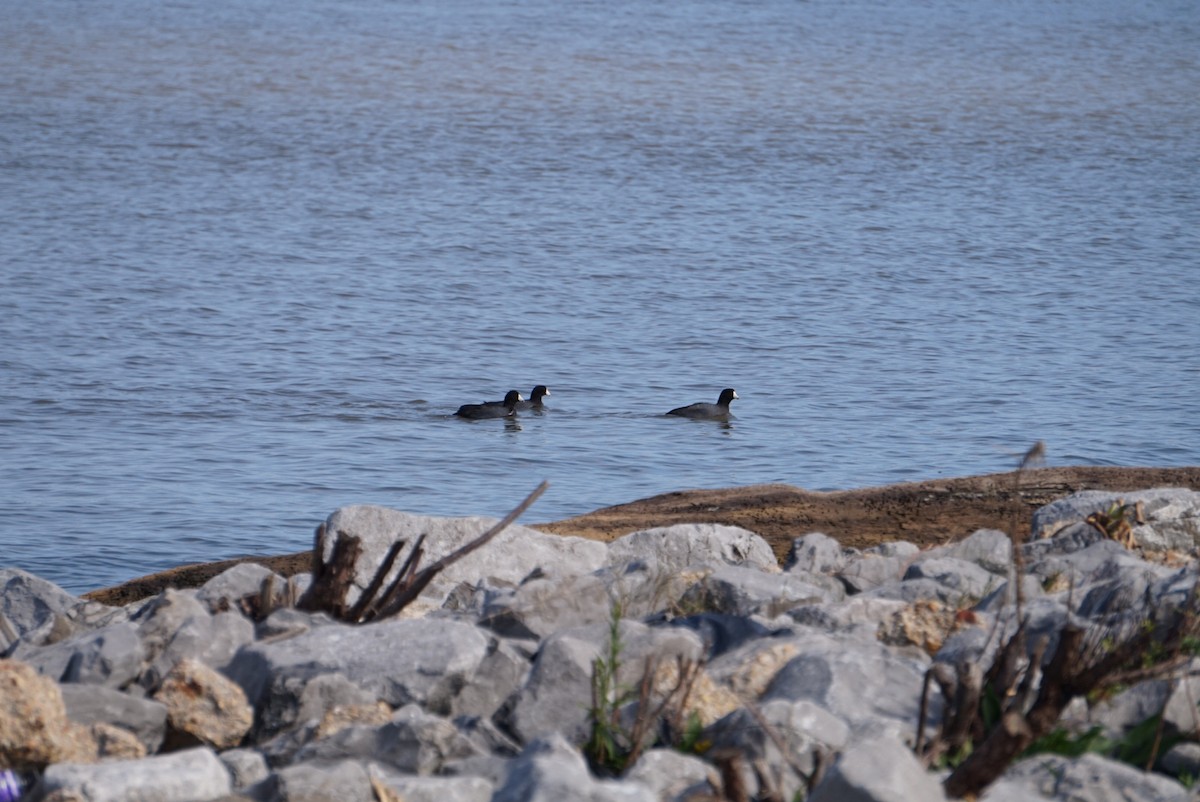 Focha Americana - ML646687571