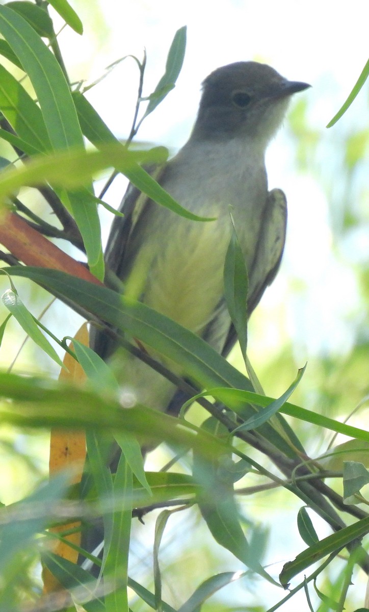 Large Elaenia - ML646687573