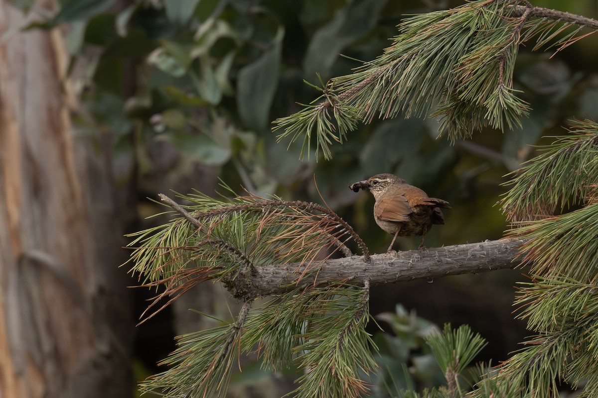 Striated Earthcreeper - ML646687574
