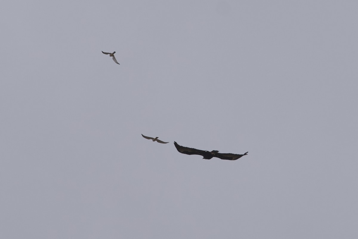 Wedge-tailed Eagle - ML646687575