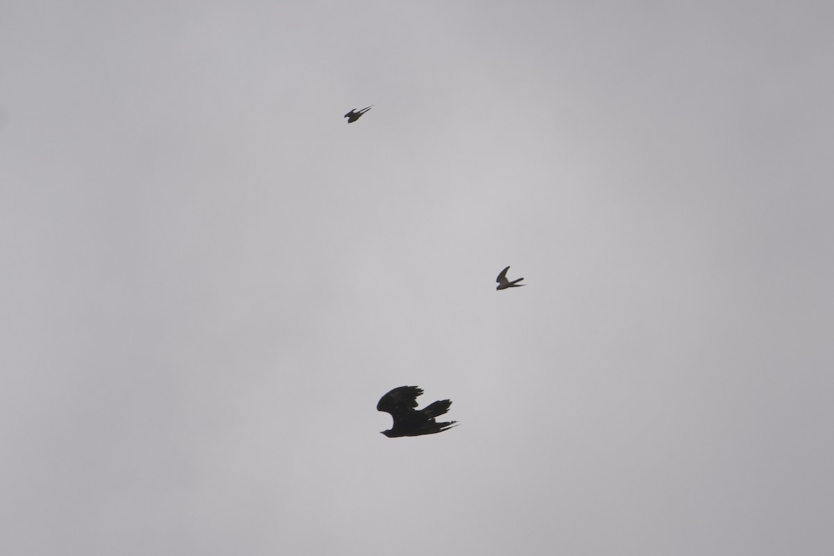 Wedge-tailed Eagle - ML646687576