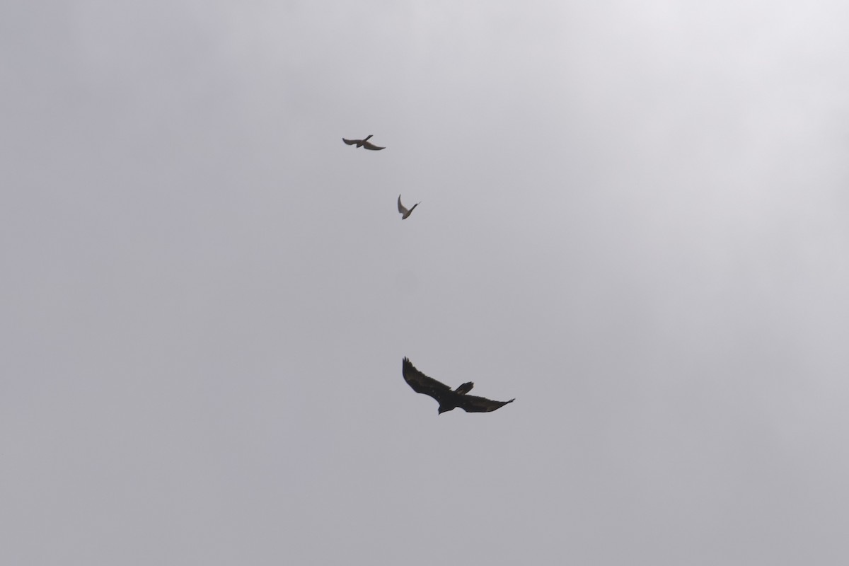 Wedge-tailed Eagle - ML646687577