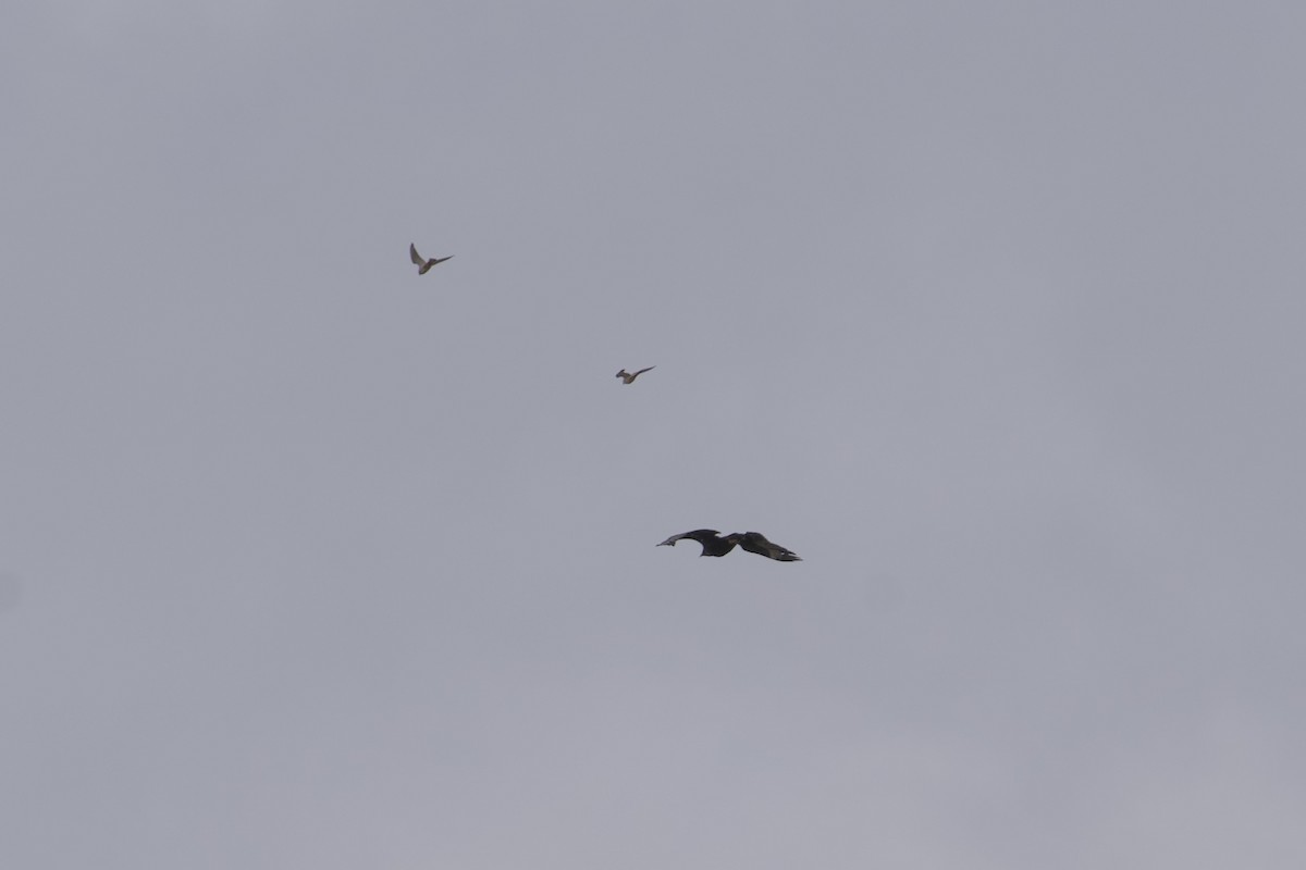 Wedge-tailed Eagle - ML646687578