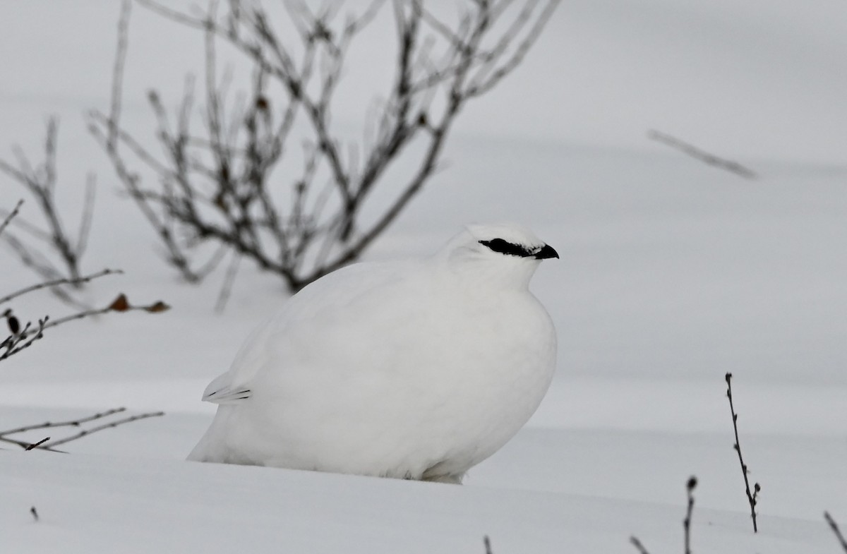 Lagopodo zuria - ML646687586