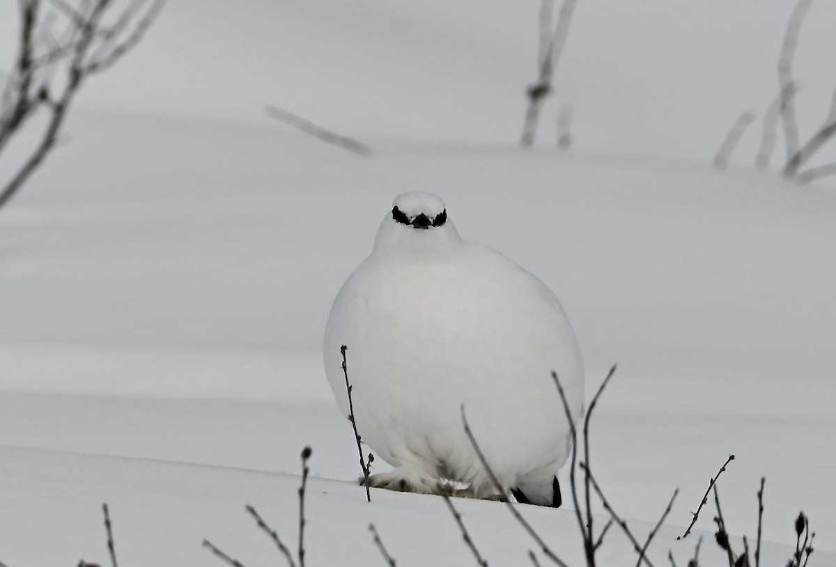 Lagopodo zuria - ML646687587