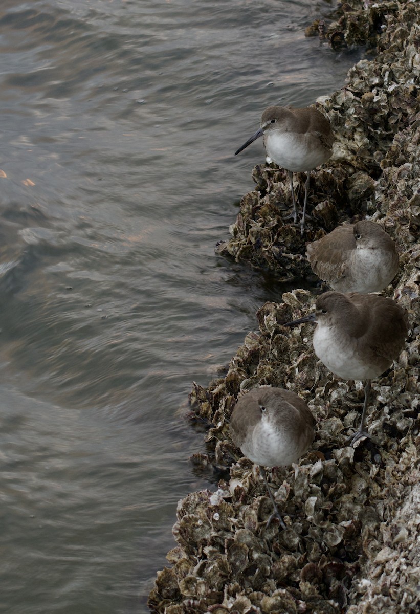 בבואן קרום-אצבעות - ML646687589