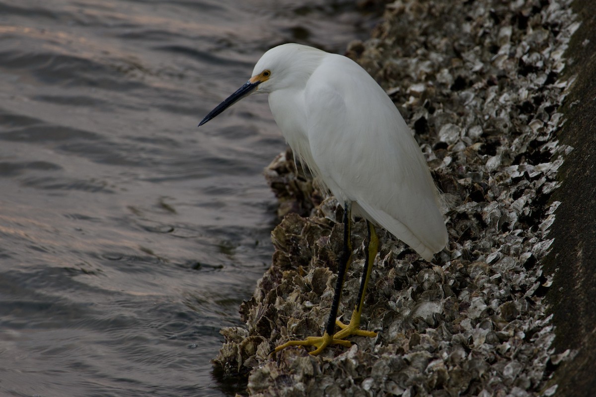 לבנית אמריקנית - ML646687595