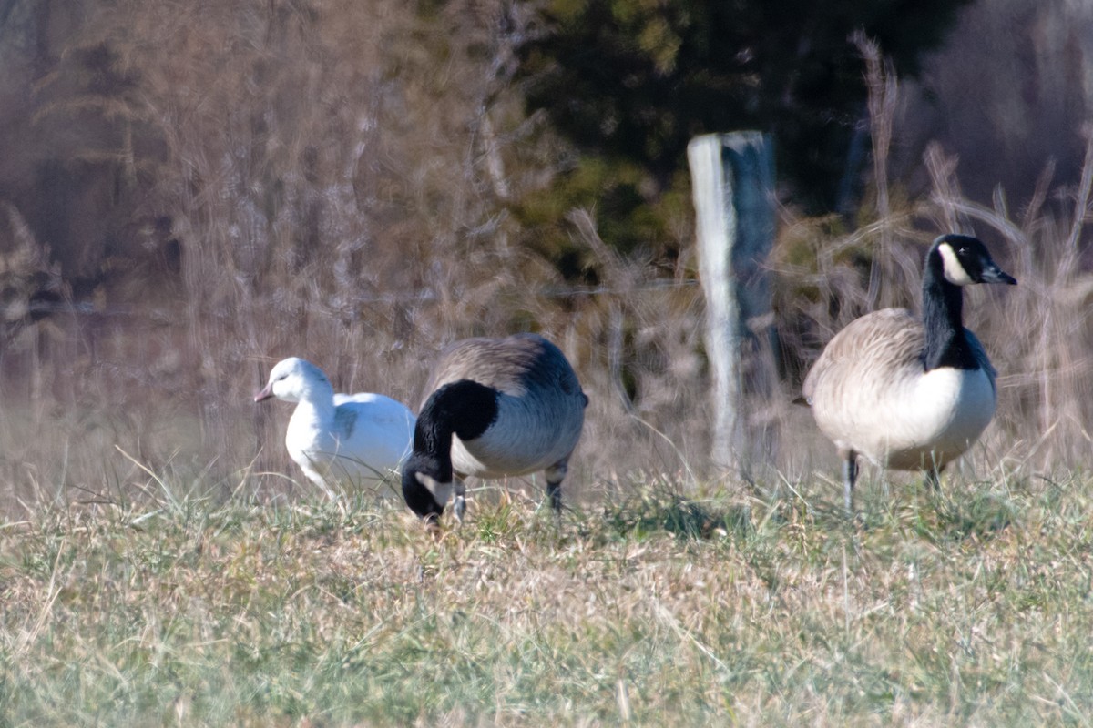 Ross's Goose - ML646687598