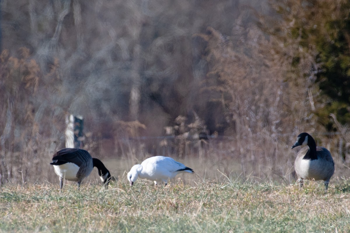 Ross's Goose - ML646687599