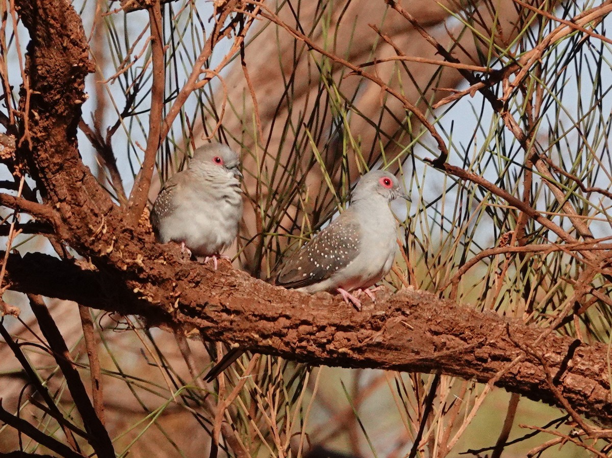 ウスユキバト - ML646687600