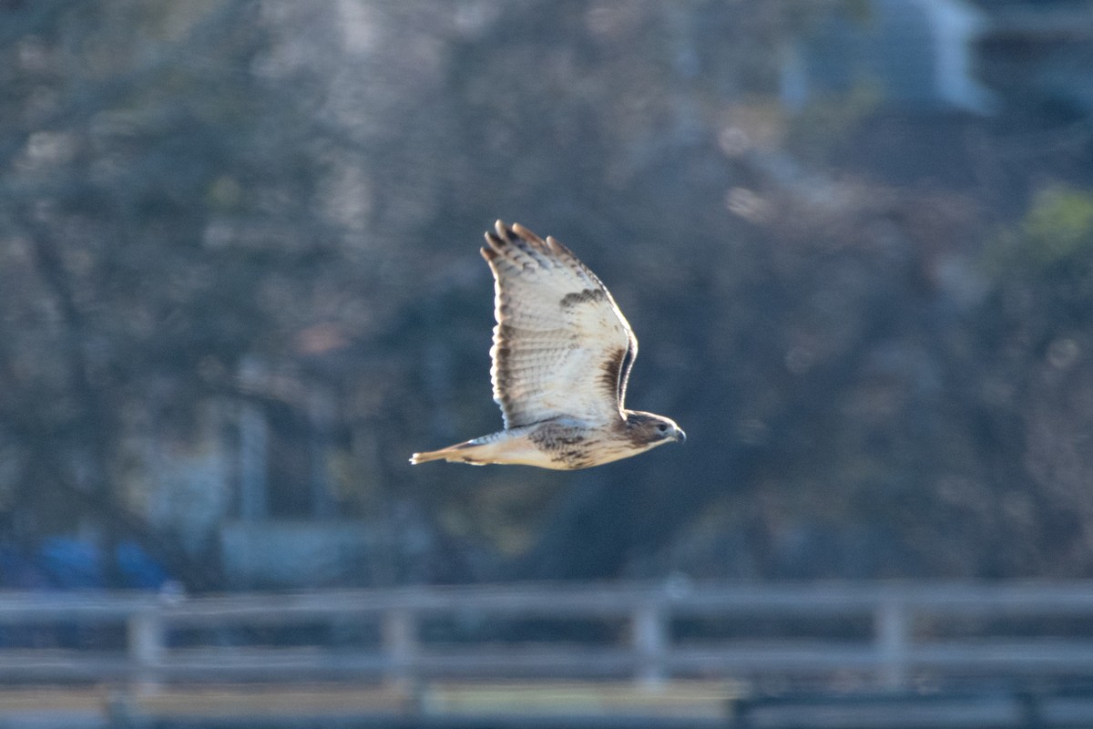 Red-tailed Hawk - ML646687601