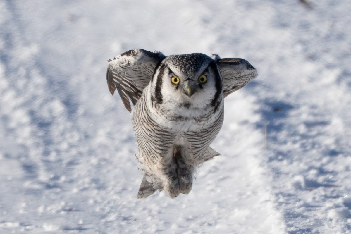 Сова яструбина - ML646687609