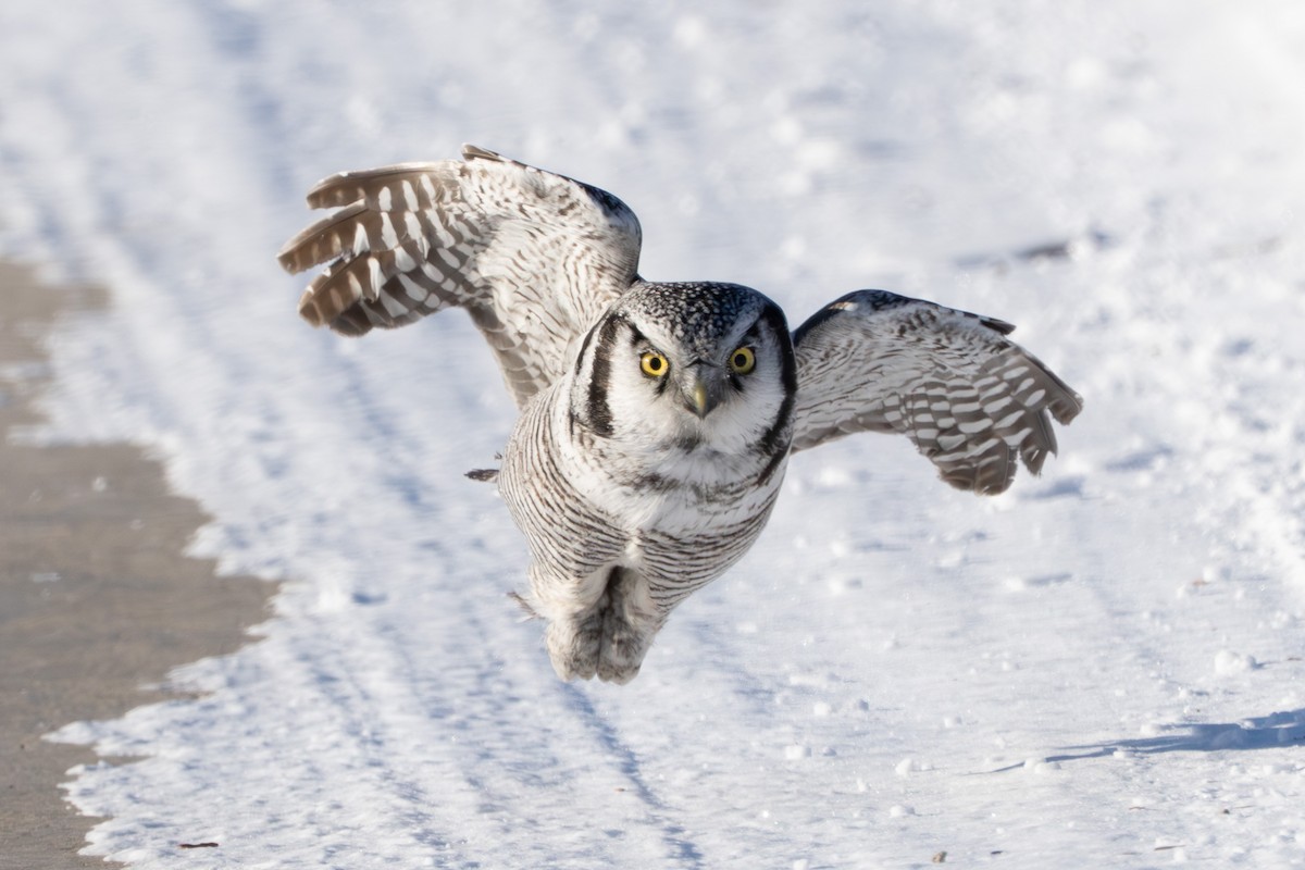 Сова яструбина - ML646687611