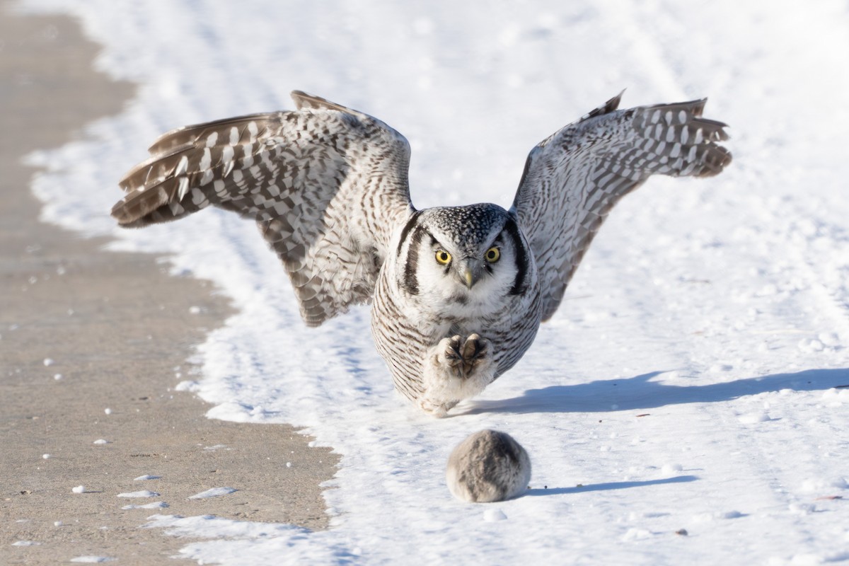 Сова яструбина - ML646687612