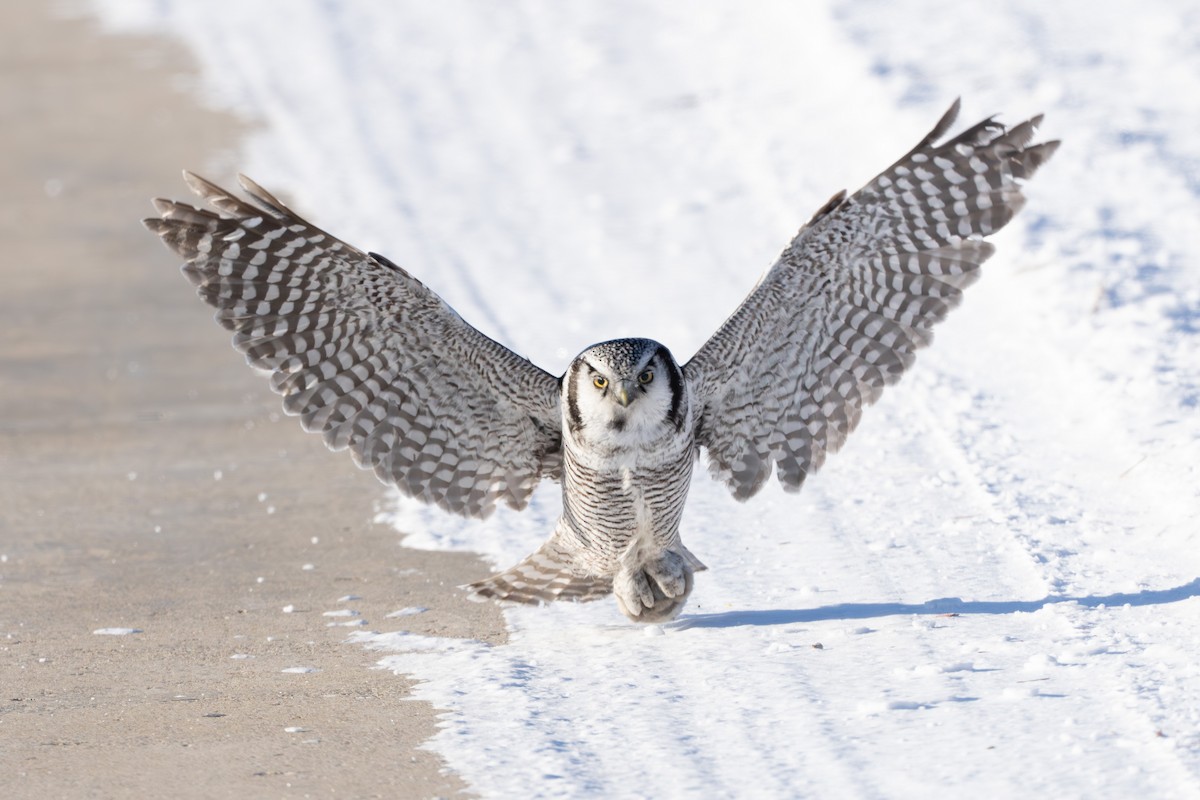 Сова яструбина - ML646687617