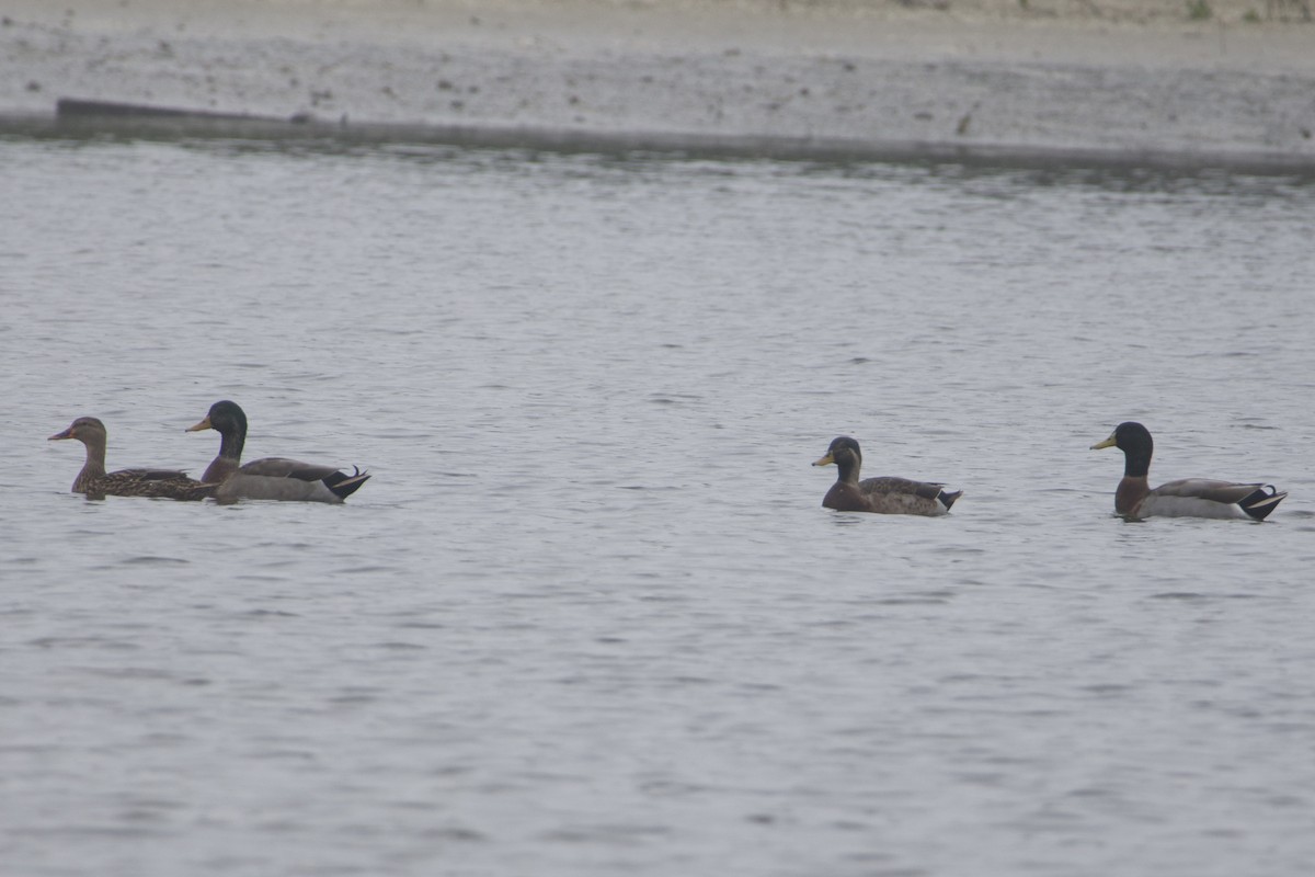 ברכיה - ML646687618