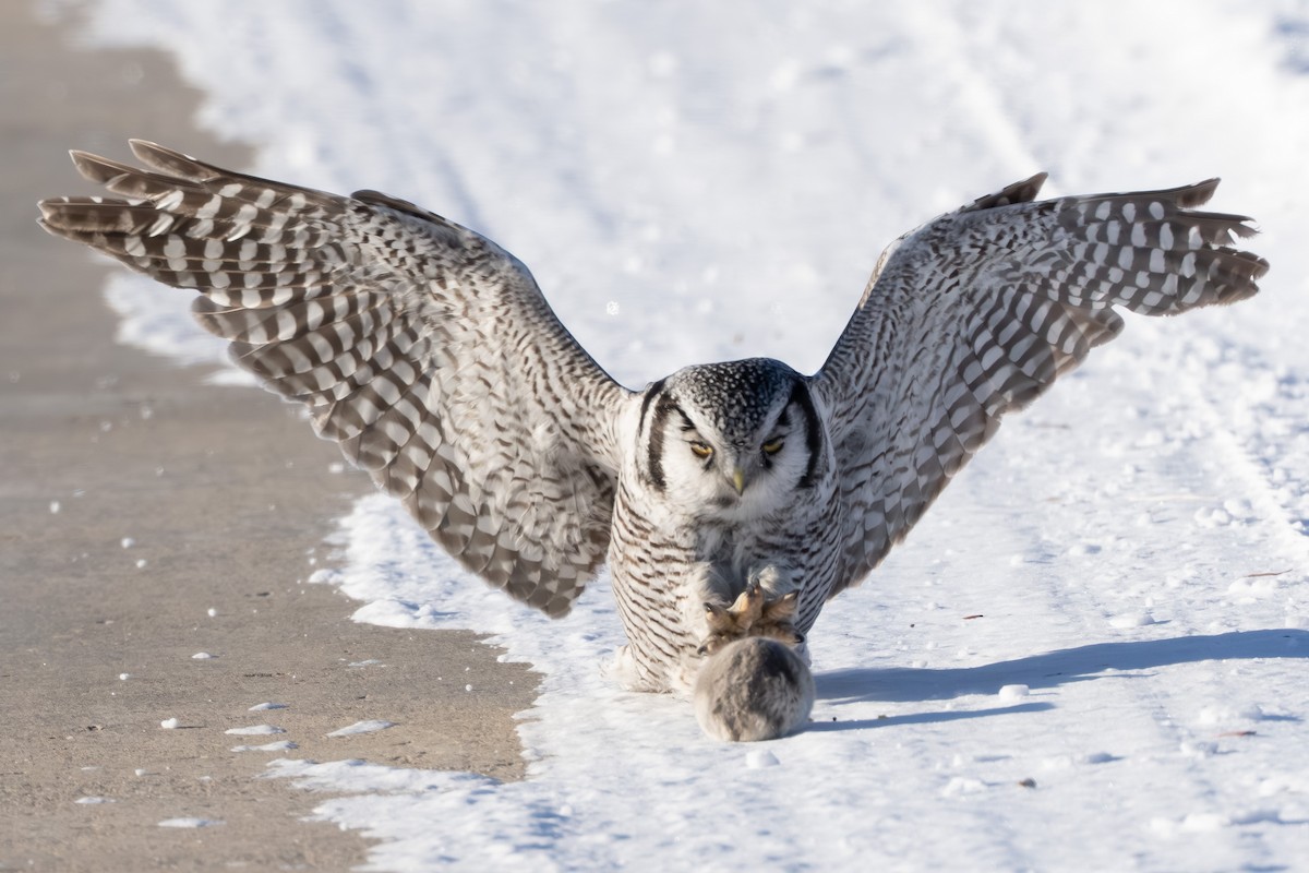 Сова яструбина - ML646687619