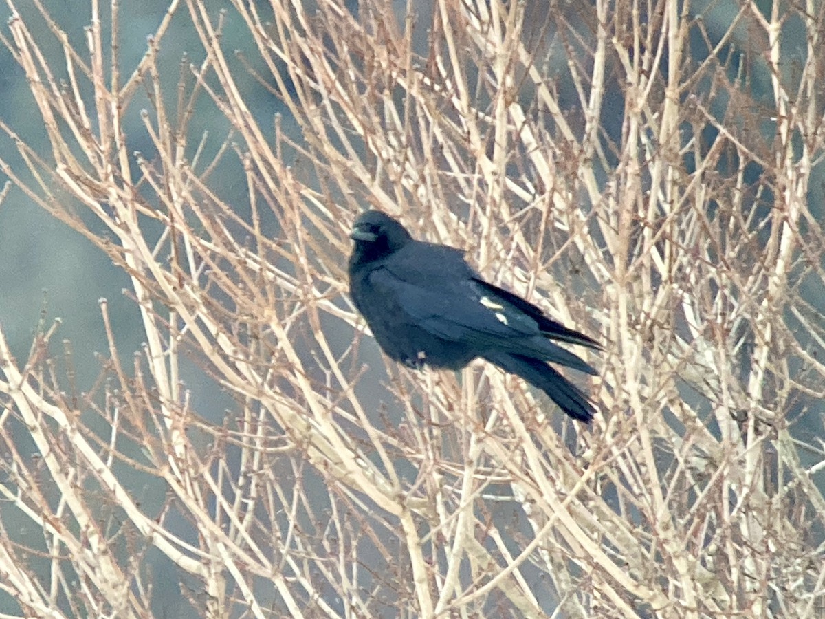 American Crow - ML646687620