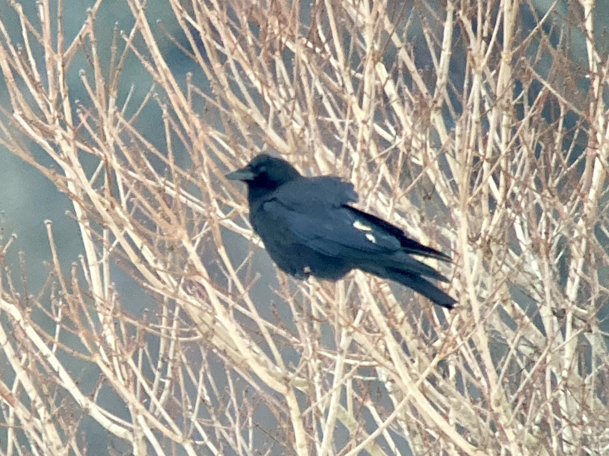 American Crow - ML646687622