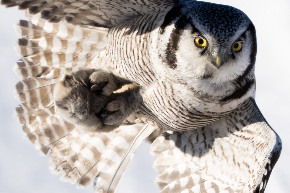 Сова яструбина - ML646687623