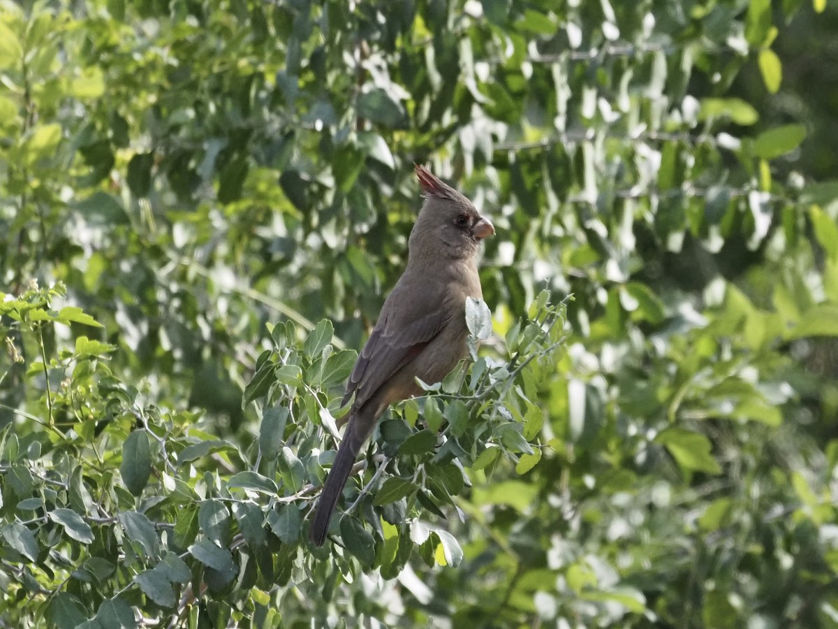 Pyrrhuloxia - ML646687630