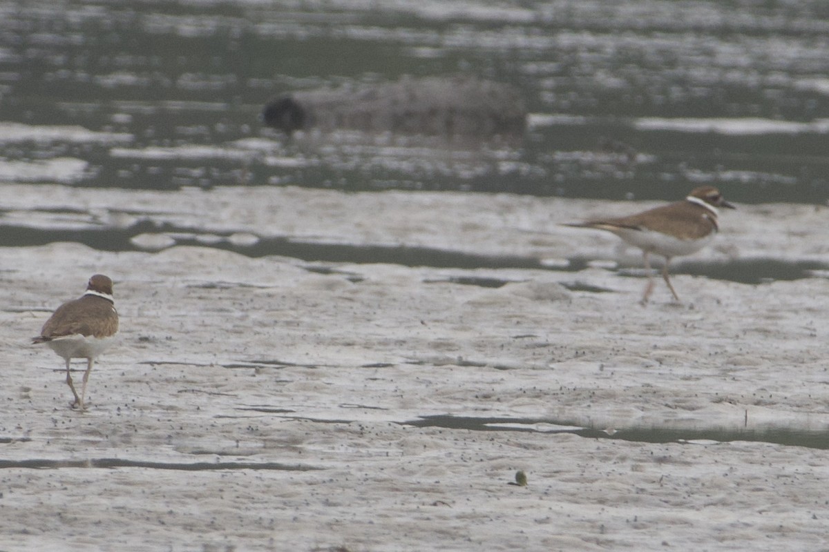 חופמי כפול-צווארון - ML646687632