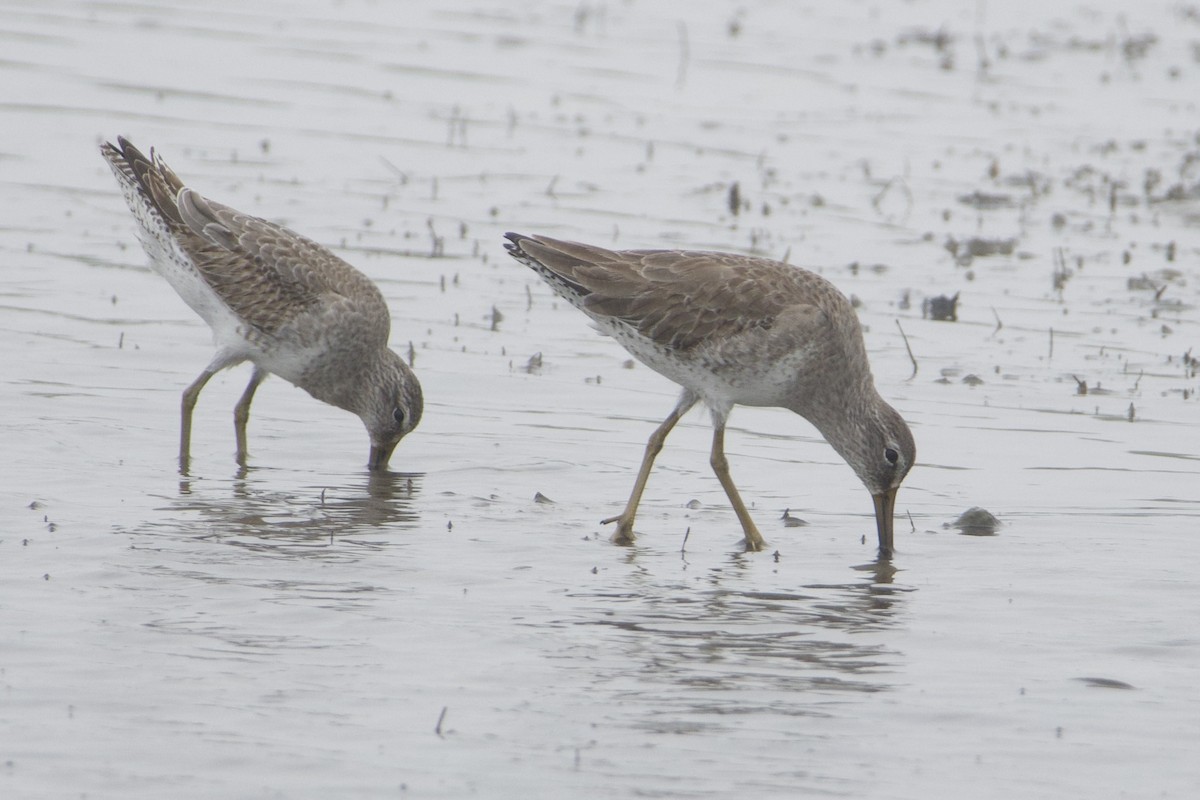 חרטומנית קצרת-מקור - ML646687636