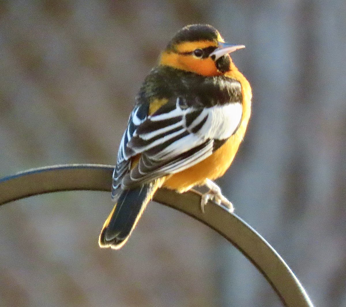 Bullock's Oriole - ML646687637