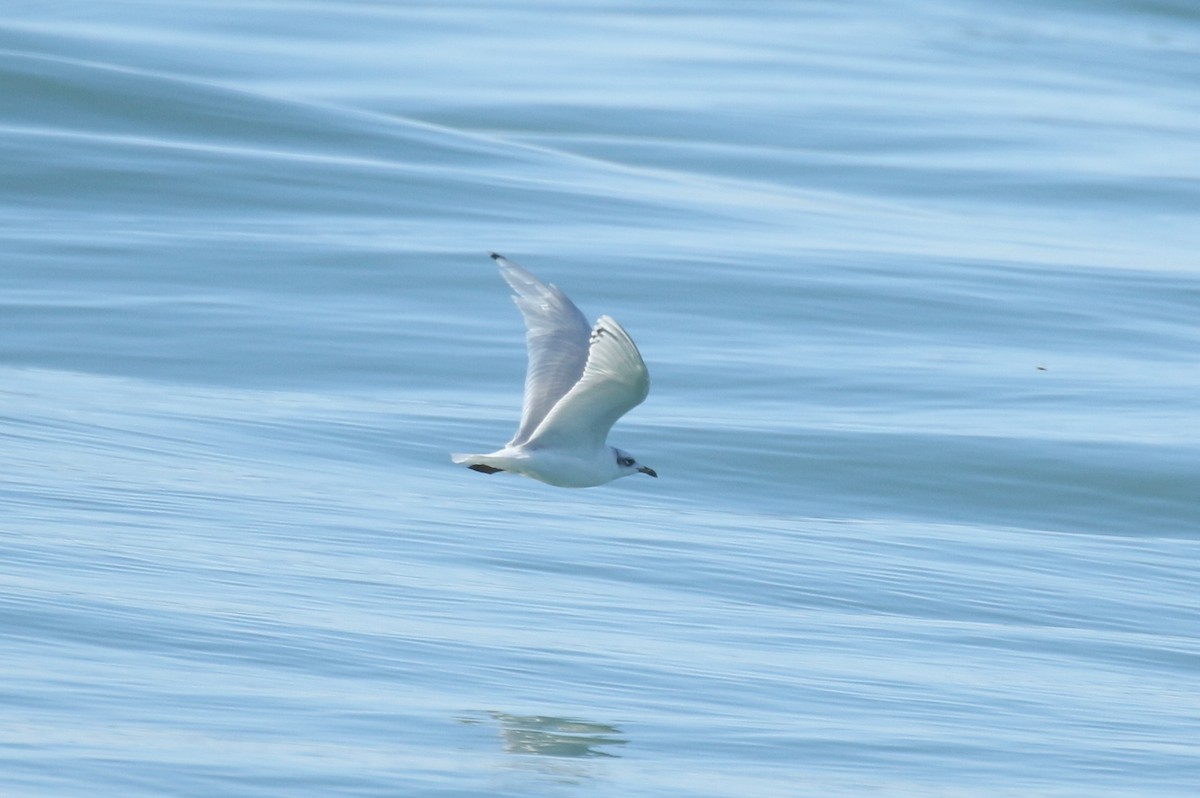 שחף שחור-ראש - ML646687638